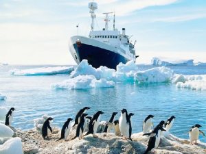 Пингвины встречают ледокол